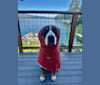 Jojo, a Greater Swiss Mountain Dog tested with EmbarkVet.com