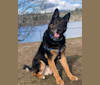 Peter, a German Shepherd Dog and Labrador Retriever mix tested with EmbarkVet.com