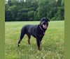 Ripley, a Rottweiler tested with EmbarkVet.com