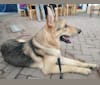 Fantom, a German Shepherd Dog tested with EmbarkVet.com