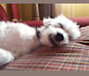 Sammy, a Poodle (Small) and Miniature Schnauzer mix tested with EmbarkVet.com