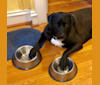 Tucker, a Staffordshire Terrier and Labrador Retriever mix tested with EmbarkVet.com