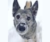 Brodie, a Norwegian Elkhound tested with EmbarkVet.com
