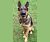 Havoc, a German Shepherd Dog tested with EmbarkVet.com