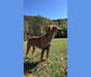 Crock (Davy Crockett), an American English Coonhound tested with EmbarkVet.com