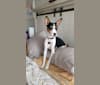 Bailey, a Rat Terrier and McNab mix tested with EmbarkVet.com