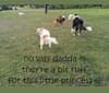 Bindi, a German Shepherd Dog and Australian Cattle Dog mix tested with EmbarkVet.com