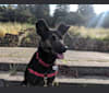 Nyxie, a German Shepherd Dog and Siberian Husky mix tested with EmbarkVet.com