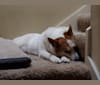 Photo of Lucy, an Australian Cattle Dog, Siberian Husky, Chow Chow, German Shepherd Dog, and Labrador Retriever mix in Redmond, Washington, USA