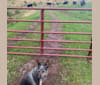 Tulip, an Australian Cattle Dog tested with EmbarkVet.com