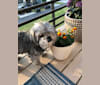 Nash, a Japanese Chin and Poodle (Small) mix tested with EmbarkVet.com