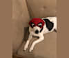Abbie, a Rat Terrier and Beagle mix tested with EmbarkVet.com