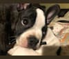 Pelicanos Fadela, a French Bulldog and Boston Terrier mix tested with EmbarkVet.com