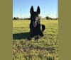 Gator, a Belgian Shepherd tested with EmbarkVet.com