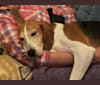 Celia, an American Foxhound tested with EmbarkVet.com