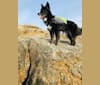 Delta, a German Shepherd Dog and Siberian Husky mix tested with EmbarkVet.com