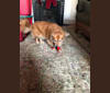 Ginger, a Chihuahua and Pomeranian mix tested with EmbarkVet.com