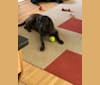 Sam, a Redbone Coonhound and Labrador Retriever mix tested with EmbarkVet.com