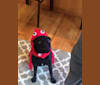 Photo of Todd Barkley, a Pug  in St. Helens, OR, USA