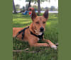 Photo of Lola, an American Pit Bull Terrier, Pembroke Welsh Corgi, and German Shepherd Dog mix in Tampa, Florida, USA