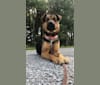 Kaydo, a German Shepherd Dog and Labrador Retriever mix tested with EmbarkVet.com