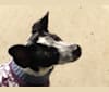 Oreo, a Chihuahua and Dachshund mix tested with EmbarkVet.com
