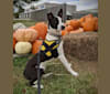 "Tama" Tamago, an American Pit Bull Terrier and Australian Cattle Dog mix tested with EmbarkVet.com