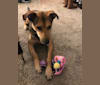 Ashi, a German Shepherd Dog and Airedale Terrier mix tested with EmbarkVet.com