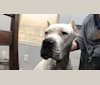 Duke, a Dogo Argentino tested with EmbarkVet.com