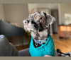 Pierce, a Formosan Mountain Dog and Beagle mix tested with EmbarkVet.com