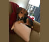Rudy, a Beagle and Golden Retriever mix tested with EmbarkVet.com
