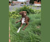 Pippin, a German Shorthaired Pointer and Labrador Retriever mix tested with EmbarkVet.com