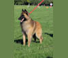 AXL, a Belgian Shepherd tested with EmbarkVet.com