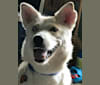 Hoover, a Siberian Husky and Labrador Retriever mix tested with EmbarkVet.com