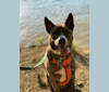 Jax, an Australian Cattle Dog and American Pit Bull Terrier mix tested with EmbarkVet.com