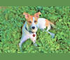Rosebud, a Staffordshire Terrier and Labrador Retriever mix tested with EmbarkVet.com