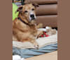 Sam, a Rottweiler and Staffordshire Terrier mix tested with EmbarkVet.com