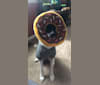 Dakota, a German Shepherd Dog and Chow Chow mix tested with EmbarkVet.com