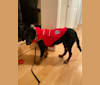 Coco, a Golden Retriever and Redbone Coonhound mix tested with EmbarkVet.com