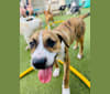 Loki, an American Pit Bull Terrier and Australian Shepherd mix tested with EmbarkVet.com