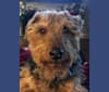 Photo of Howitzer, a Welsh Terrier  in Brumley, MO, USA
