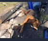Drack, a German Shepherd Dog and Labrador Retriever mix tested with EmbarkVet.com