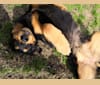 Photo of Grace, a Doberman Pinscher and Rottweiler mix in Waco, Texas, USA