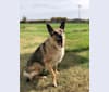 Photo of Huttser, a German Shepherd Dog  in Piedmont, MO, USA