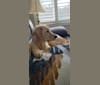 Fauna, a Golden Retriever (7.8% unresolved) tested with EmbarkVet.com