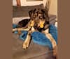 Photo of Cyrus, a German Shepherd Dog, Catahoula Leopard Dog, Australian Shepherd, Labrador Retriever, and Golden Retriever mix in Arkansas, USA