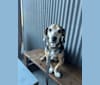 Linus, a Basset Hound and Catahoula Leopard Dog mix tested with EmbarkVet.com