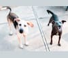 George, a German Shepherd Dog and American Bulldog mix tested with EmbarkVet.com