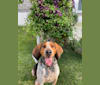 Shilo, a Treeing Walker Coonhound tested with EmbarkVet.com