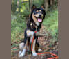 Kukku, a Shiba Inu and German Shepherd Dog mix tested with EmbarkVet.com